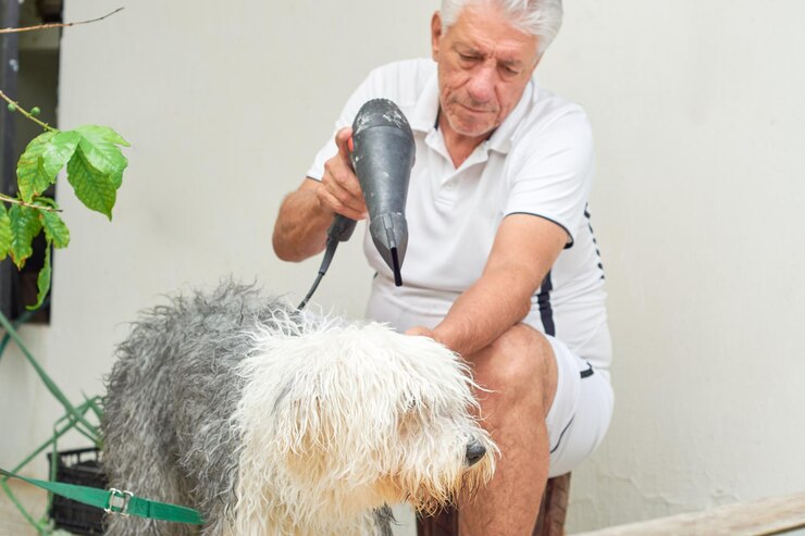 How to Care for Your Soft Coated Wheaten Terrier's Lovely Coat